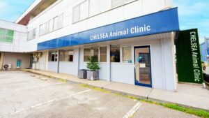 チェルシーアニマルクリニックの獣医師・看護師求人画像